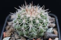 Copiapoa cinerascens RCP 41.jpg