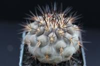 Copiapoa cinerea RCP 30.jpg