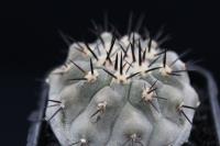 Copiapoa cinerea RCP 35.jpg