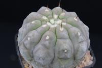 Copiapoa cinerea RCP 42-1.jpg