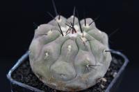Copiapoa cinerea RCP 46.jpg