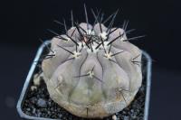 Copiapoa cinerea RCP 49.jpg