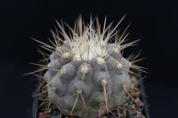 Copiapoa cinerea v. albispina RCP 47.jpg