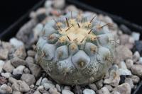 Copiapoa columna-alba RCP 36.jpg
