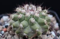Copiapoa columna-alba RCP 37.jpg