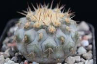 Copiapoa columna-alba RCP 54.jpg