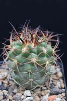 Copiapoa coquimbana RCP 14.jpg