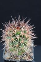 Copiapoa coquimbana RCP 16.jpg