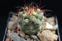 Copiapoa coquimbana RCP 17.jpg