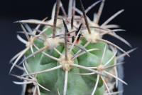 Copiapoa coquimbana v. vallenarensis RCP 18.jpg
