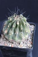 Copiapoa dealbata  RCP 58.jpg