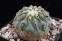 Copiapoa dealbata RCP 19-1.jpg