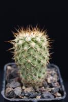 Copiapoa decorticans RCP 68.jpg