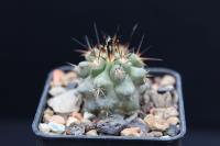 Copiapoa echinata RCP 24.jpg
