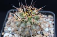 Copiapoa echinata RCP 27.jpg