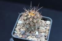 Copiapoa echinata RCP 29.jpg