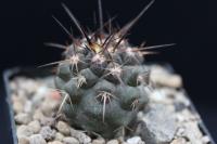 Copiapoa echinata RCP 60.jpg