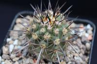 Copiapoa echinoides RCP 53.jpg