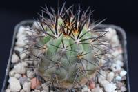 Copiapoa echinoides RCP 62.jpg