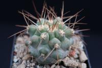 Copiapoa haseltoniana v. gigantea RCP 48.jpg