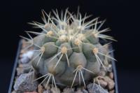 Copiapoa haseltoniana v. gigantea RCP 51.jpg