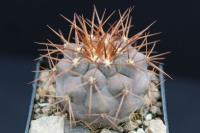 Copiapoa haseltoniana v. gigantea RCP 52.jpg