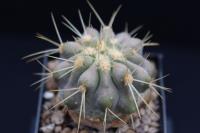 Copiapoa haseltoniana v. gigantea RCP 57.jpg