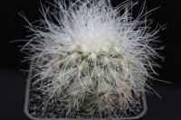 Copiapoa krainziana RCP 40.jpg