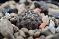 Copiapoa leonensis RCP 72.jpg