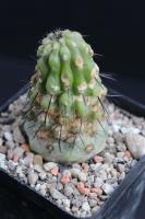 Copiapoa longistaminea  RCP 63.jpg