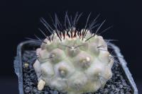 Copiapoa longistaminea RCP 31.jpg