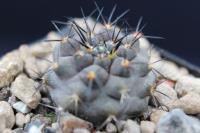 Copiapoa marginata RCP 23.jpg