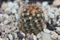 Copiapoa rupestris rubriflora RCP 33.jpg
