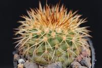 Copiapoa serpentisulcata RCP 55.jpg
