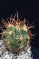 Copiapoa solaris RCP 50.jpg