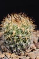 Eriosyce chilensis RCP 03.jpg