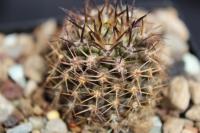 Eriosyce confinis RCP 28.jpg