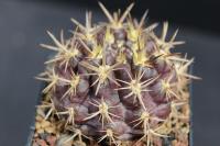 Eriosyce curvispina v. mutabilis RCP 05.jpg