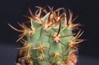 Eriosyce sp. RCP 08.jpg