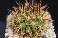 Eriosyce subgibbosa RCP 06.jpg