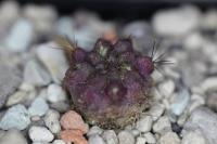 Eriosyce tatalensis ssp. paucicostata RCP 70.jpg