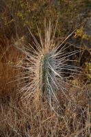 RCP13_Eulychnia_acida_Las_R.jpg