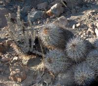 RCP14_Copiapoa_coquimbana.jpg