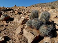 RCP16_Copiapoa_coquimbana.jpg