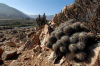 RCP17_Copiapoa_coquimbana.jpg