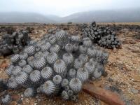 RCP19_Copiapoa_dealbata_Sud.jpg