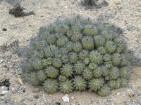 RCP22_Copiapoa_echinoides_A.jpg