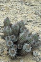 RCP23_Copiapoa_marginata_Mo.jpg