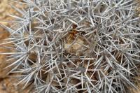 RCP24_Copiapoa_echinata.jpg