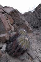 RCP25_Copiapoa_echinoides_E.jpg